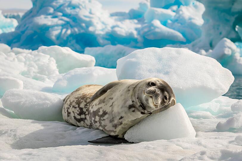 Faszinierende Wildnis, eindrucksvolle Eisberge, einzigartige Tierwelt – Südamerika begeistert.