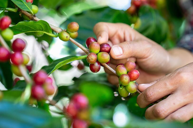 Studien zufolge hat Kaffee noch mehr positive Auswirkungen auf die Gesundheit. So leiden Vieltrinker weniger an Herz-Kreislauf-Erkrankungen, Depressionen, Alzheimer und Diabetes Typ 2. Daf&uuml;r verantwortlich sind die bioaktiven Verbindungen im Kaffee, die antioxidativ und entz&uuml;ndungshemmend im menschlichen K&ouml;rper wirken.