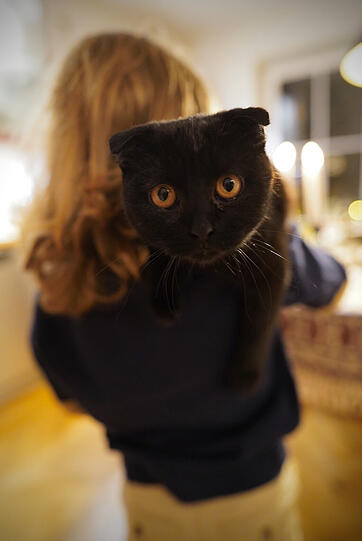 Phoebe