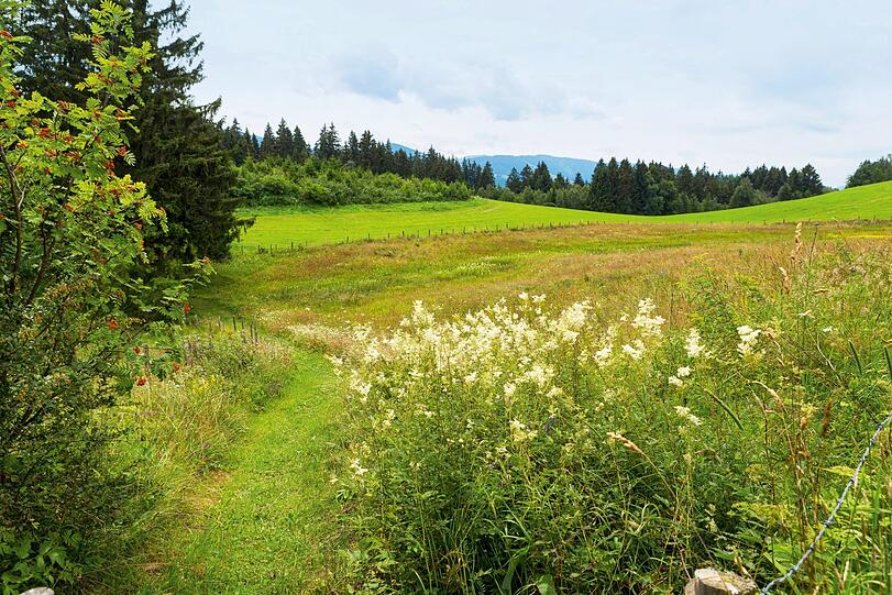Mädesüß heißt die am Wegesrand blühende Pflanze.