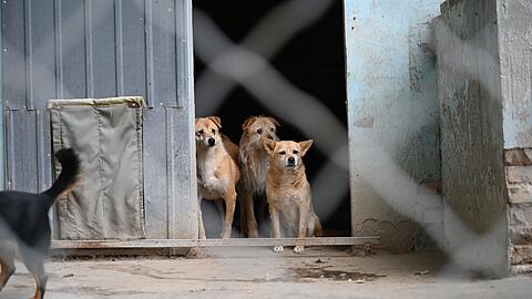 Manche Besitzer in China setzen ihre Hunde aus, etwa wenn sie umziehen müssen oder keine Zeit mehr haben.