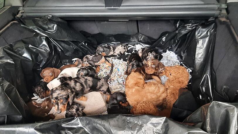 Der Fahrer wollte die Welpen nach eigenen Angaben nach Belgien bringen.
