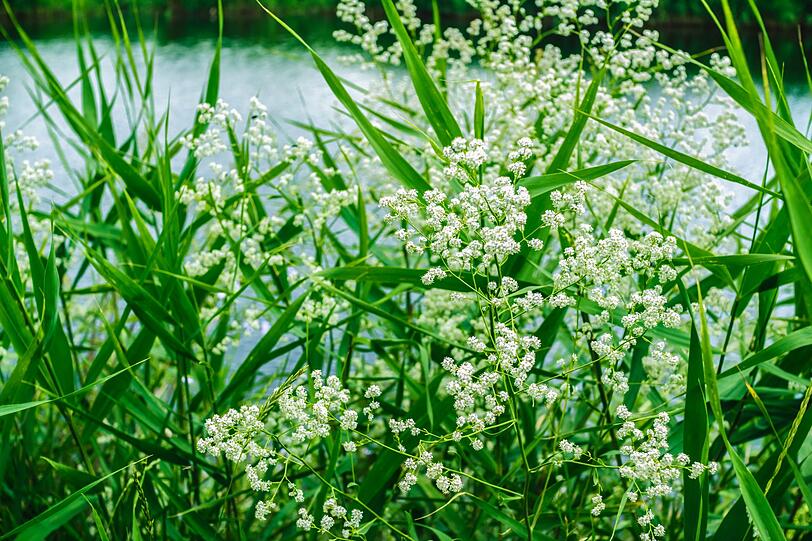 Auch der Wasserschierling kann in extremen F&auml;llen t&ouml;dlich f&uuml;r Menschen sein. Zwar sind alle Teile der Pflanze giftig, doch vor allem in den Wurzeln stecken Cicutoxine und Polyine. Sie k&ouml;nnen ein Brennen in der Mundh&ouml;hle und einen Brechreiz ausl&ouml;sen. Auch schwere Kr&auml;mpfe sind vereinzelt m&ouml;glich, die selbst bei Erwachsenen zum Tode f&uuml;hren k&ouml;nnen.