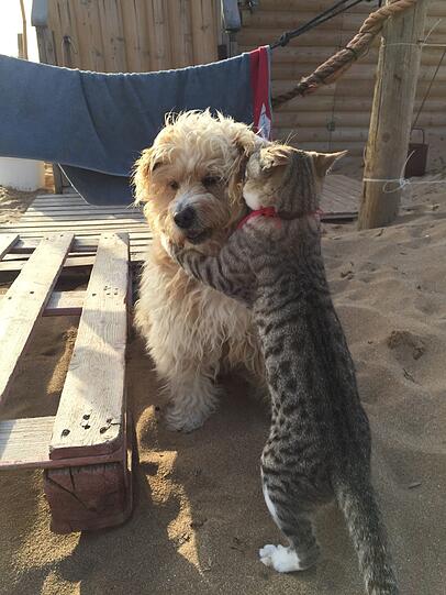 Best Buddies.