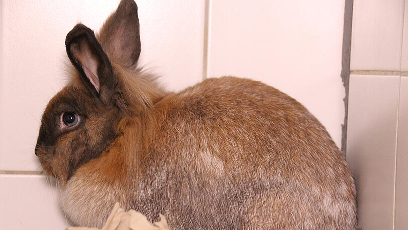 Emilia wurde in der Bio-Tonne ausgesetzt, jetzt sucht das Tierheim einen neuen Besitzer. Emilia wurde in der Bio-Tonne ausgesetzt, jetzt sucht das Tierheim einen neuen Besitzer.