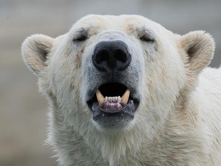 Die Menschen in der Region Arkhangelsk müssen mit einer ungewöhnlichen "Invasion" durch Eisbären leben.