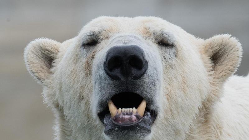 Die Menschen in der Region Arkhangelsk müssen mit einer ungewöhnlichen "Invasion" durch Eisbären leben. Die Menschen in der Region Arkhangelsk müssen mit einer ungewöhnlichen "Invasion" durch Eisbären leben.