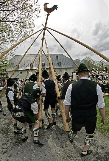 Diese Buam schon: Die Burschen aus Ruhpolding und Inzell haben den Maibaum 2010 im oberbayerischen Inzell mit den sogenannten Schwalben und ihrer Muskelkraft einen Maibaum aufgestellt.