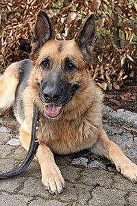 Schäferhündin Bella ist im Mai 2006 geboren - und äußerst misstrauisch.