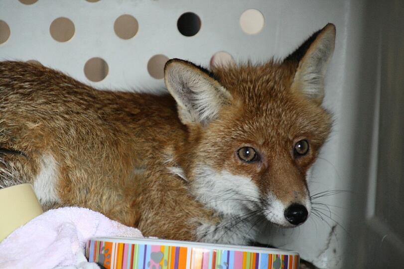 In Sicherheit: der gerettete Fuchs.