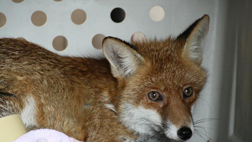In Sicherheit: der gerettete Fuchs. In Sicherheit: der gerettete Fuchs.