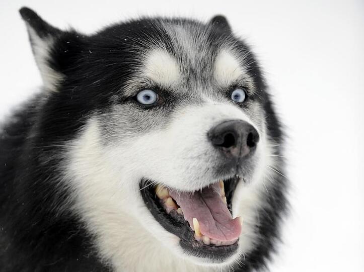 Husky (Symbolbld)