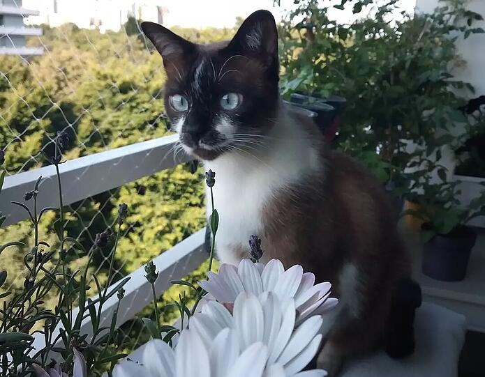 Sir Gizmo the cute