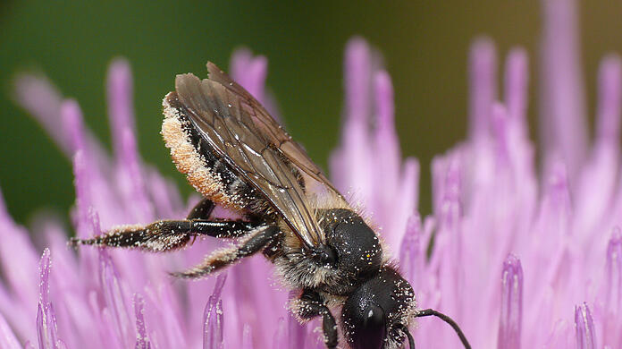 Eine Stängel-Blattschneiderbiene (Megachile genalis) sitzt auf einer Blüte im Botanischen Garten in München.