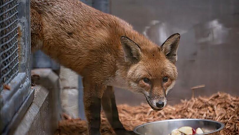 Der Fuchs lebt nun erstmal im Bronx Zoo.