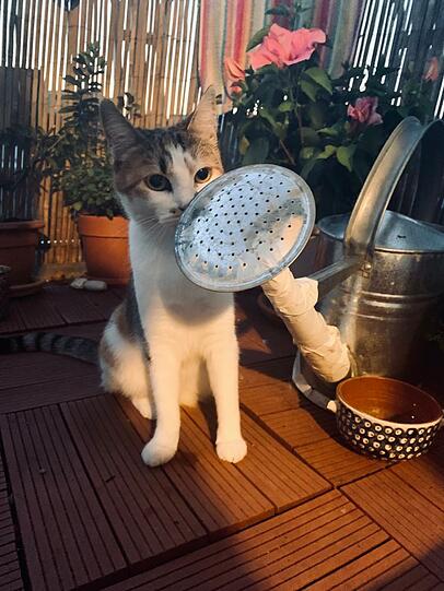 Lotti