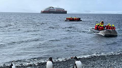Sind die Pinguine wegen der vielen Besucher gestresst? Da gehen die Meinungen auseinander.