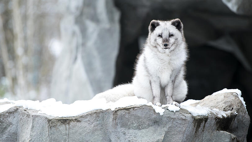 Ein Polarfuchs.