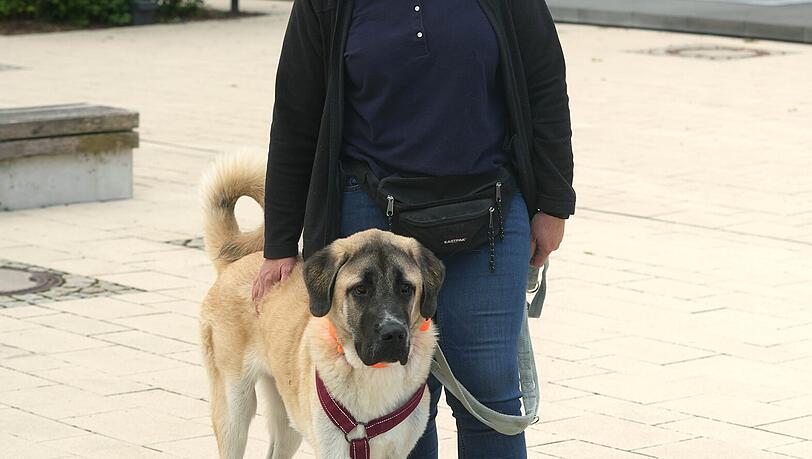 Auch er sucht ein Zuhause: Kangal-Hirtenhund Panda mit Tierheimleiterin Eva-Maria Natzer. Auch er sucht ein Zuhause: Kangal-Hirtenhund Panda mit Tierheimleiterin Eva-Maria Natzer.