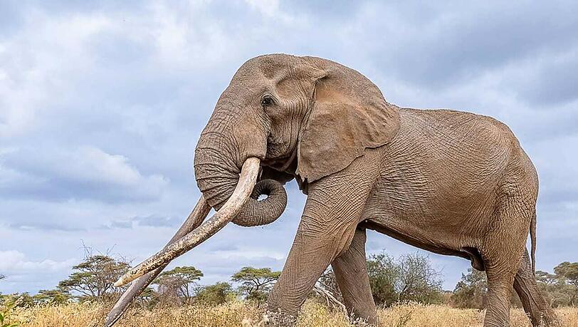 Craigs Sto&szlig;z&auml;hne waren &uuml;ber weite Entfernungen in den Savannen und Feuchtgebieten sichtbar. (Archivbild)
