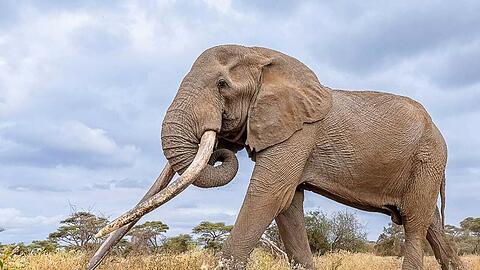 Craigs Sto&szlig;z&auml;hne waren &uuml;ber weite Entfernungen in den Savannen und Feuchtgebieten sichtbar. (Archivbild)