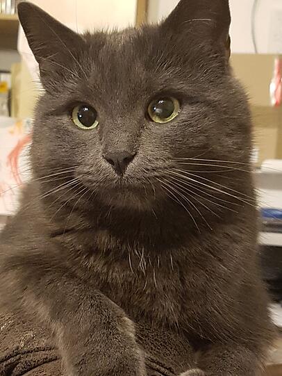 Dusty