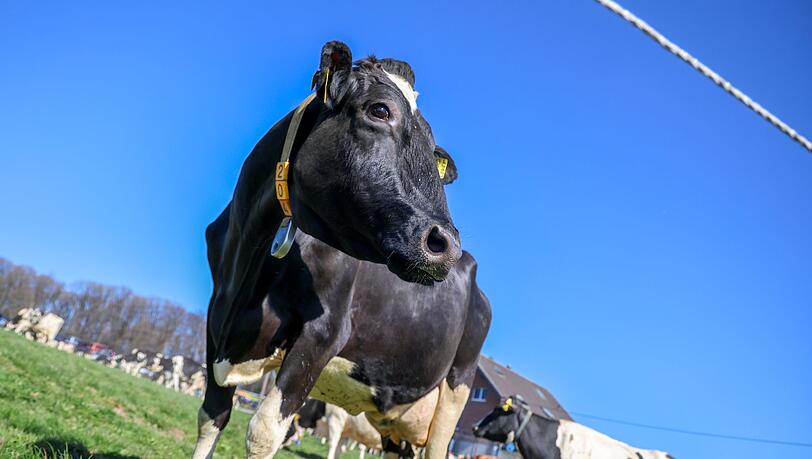 Aus einem Betrieb in Mecklenburg-Vorpommern wurde Bullensperma gestohlen. (Symbolbild)