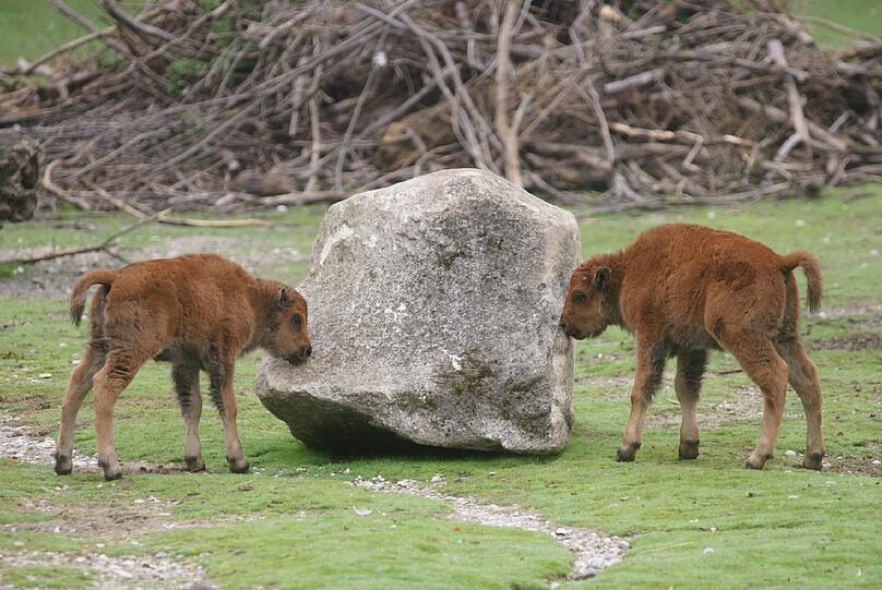 Seltener Waldbison-Nachwuchs im Tierpark Hellabrunn: So süß sind die Kälber Monsun und Marla. Die Bilder aus dem Zoo
