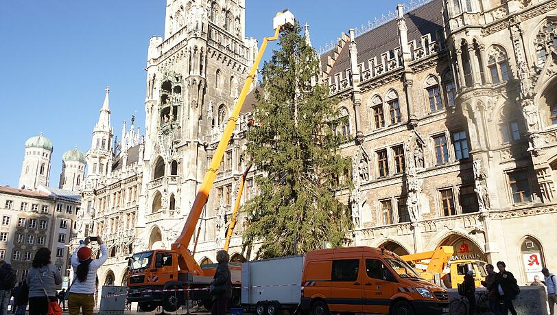 Um 6 Uhr ging's los: Die Feuerwehr stellte den diesjährigen Christbaum am Marienplatz auf. Um 6 Uhr ging's los: Die Feuerwehr stellte den diesjährigen Christbaum am Marienplatz auf.