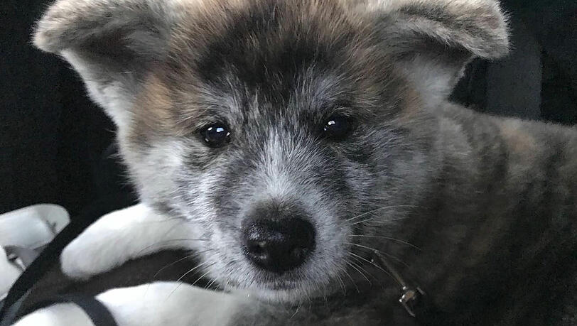Die geschmuggelten Hundwelpen. Die geschmuggelten Hundwelpen.