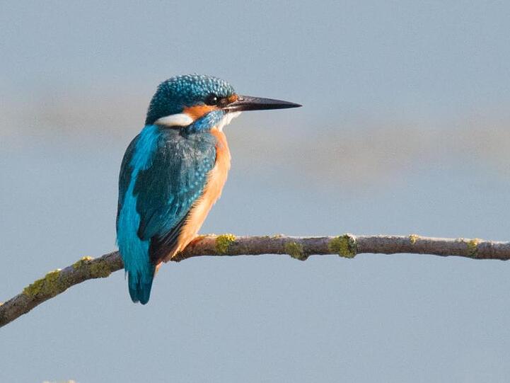 Ein Eisvogel (Alcedo atthis) verweilt am Morgen im Naturschutzgebiet Gronauer Masch in Niedersachsen.