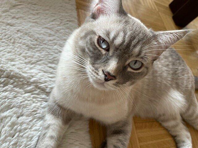 Tacy