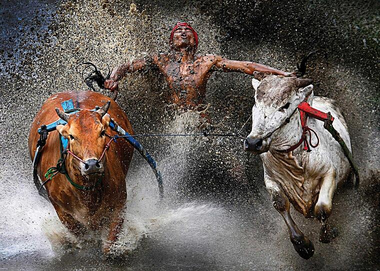 Der erste Preis in der Kategorie &ldquo; Sports Action Single&ldquo;. Es zeigt einen Jockey bei einem traditionellen Bullenrennen in West Sumatra, Indonesien.