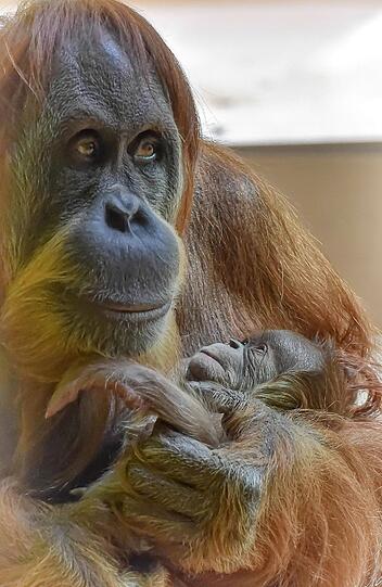 Baby-Neuigkeiten bei den Orang-Utans im Tierpark Hellabrunn
