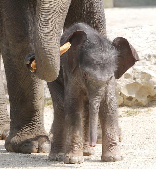 Die erste Schritte im Freien: Der Baby-Elefant im Außengehege.