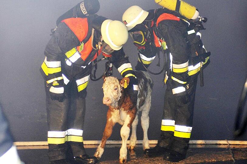 Feuerwehrler retten Kälber vor den Flammen