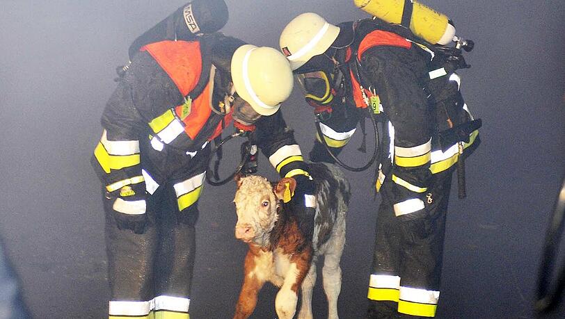 Feuerwehrler retten Kälber vor den Flammen Feuerwehrler retten Kälber vor den Flammen