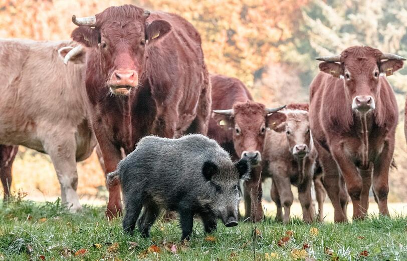 Das Wildschwein hat sich kurzerhand der Kuhherde angeschlossen.