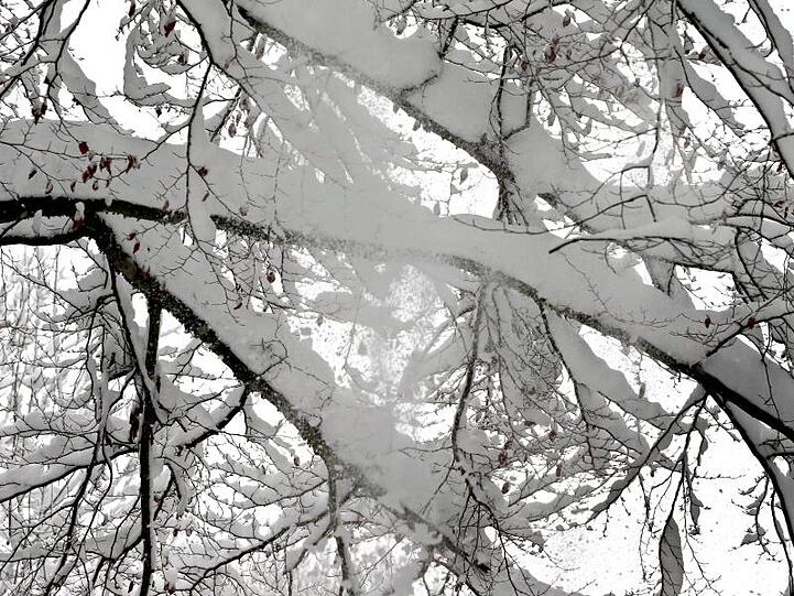 Schnee fällt von einem Baum. Die hohe Schneelast auf vielen Bäumen ist ein Problem. Foto: Karl-Josef Hildenbrand