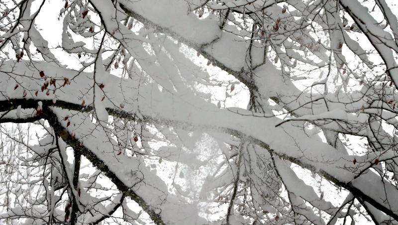 Schnee fällt von einem Baum. Die hohe Schneelast auf vielen Bäumen ist ein Problem. Foto: Karl-Josef Hildenbrand Schnee fällt von einem Baum. Die hohe Schneelast auf vielen Bäumen ist ein Problem. Foto: Karl-Josef Hildenbrand