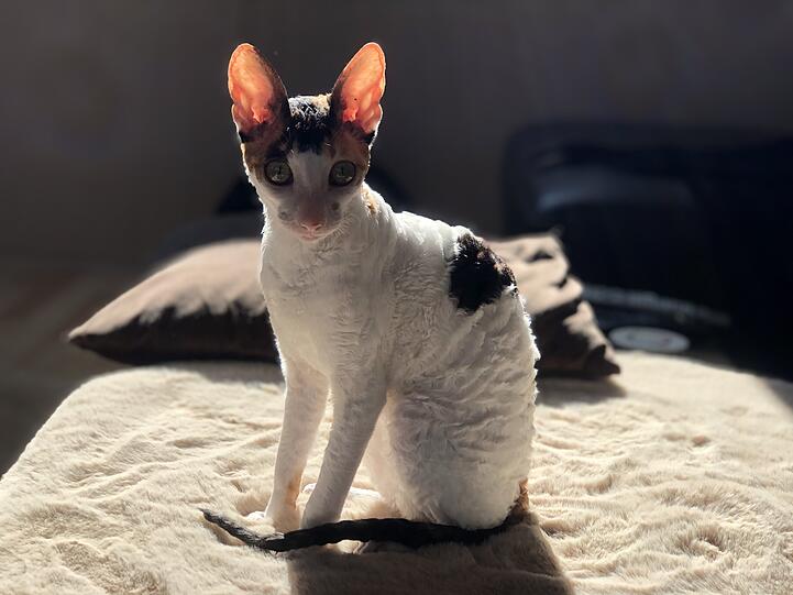 Luna