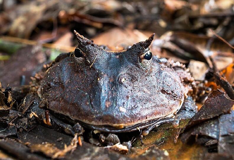 Im trüben Wasser gut getarnt: ein Hornfrosch.