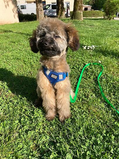 Hund samma! Münchens schönster Hund gesucht – Einsendungen ab dem 02. Juli