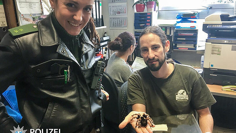 Ein Mitarbeiter der Reptilienauffangstation nahm das Tier in Empfang.