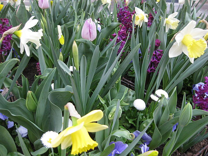 Der Frühling in seiner ganzen Pracht  . . .