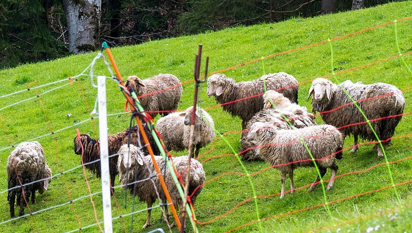 Schafe stehen auf einer Bergweide oberhalb der grenznahen Ortschaft Oberaudorf im Landkreis Rosenheim hinter einem Elektrozaun. In der unmittelbaren Umgebung waren zuvor mehrere Schafe von einem Bären gerissen worden.