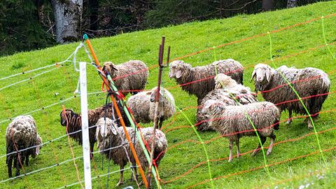 Schafe stehen auf einer Bergweide oberhalb der grenznahen Ortschaft Oberaudorf im Landkreis Rosenheim hinter einem Elektrozaun. In der unmittelbaren Umgebung waren zuvor mehrere Schafe von einem Bären gerissen worden.