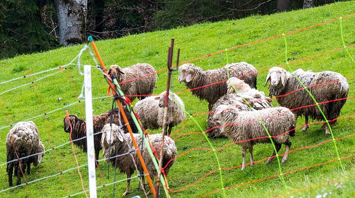 Schafe stehen auf einer Bergweide oberhalb der grenznahen Ortschaft Oberaudorf im Landkreis Rosenheim hinter einem Elektrozaun. In der unmittelbaren Umgebung waren zuvor mehrere Schafe von einem Bären gerissen worden.