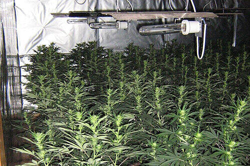 Spezielle Lampen, exakte Raumtemperatur, das Wassser mit Mineralien angereichert: Die Cannabispflanzen in der Halle hatten beste Wachstums-Bedingungen.