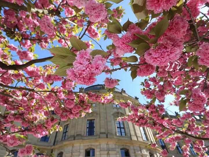 In voller Blüte stehen die japanischen Zierkirschen im Hofgarten der Residenz. Foto: Karl-Josef Hildenbrand/Archivbild